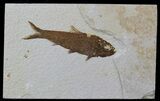 Knightia Fossil Fish - Wyoming #59243-1